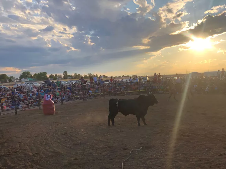 Bull in an arena at sunset during Bennett Days